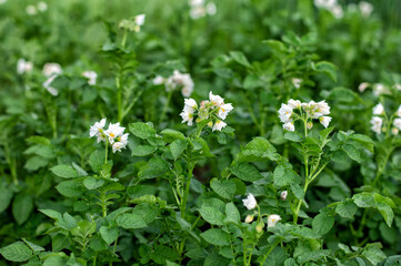 Young flowering potato bushes on the farm, young potatoes, flowering, potato ripening. Organic farming concept.