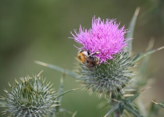 Hummel auf der Blüte einer Kratzdistel im Sommer bei Sonnenlicht