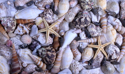 Mix of seashells on sand and blue background