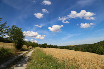 Fototapeta na wymiar Summer landscape with wheat fields and beautiful sky