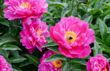 pink and yellow peony flowers and bee