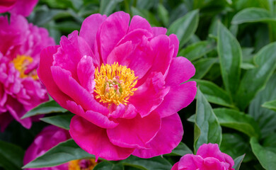 pink and yellow peony flower