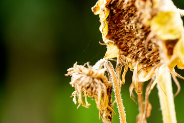 a sunflower that has reached the end of its life.