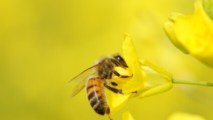 bee that eat honey from yellow flowers