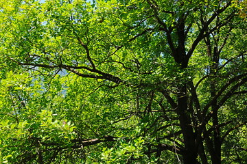 fondo natural con ramas y hojas verdes atravesadas por la luz del sol en verano