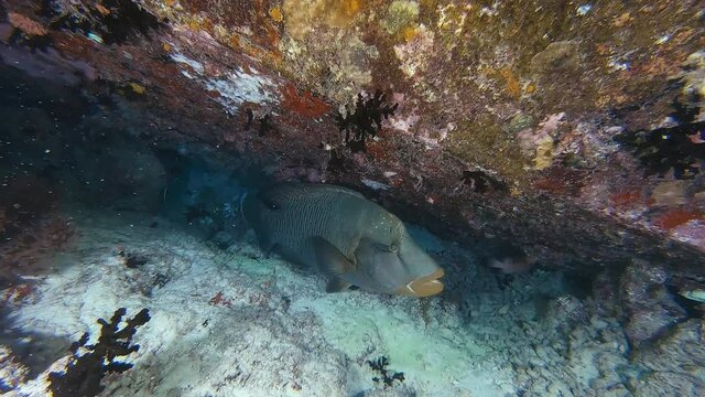 Giant tropical fish (humphead wrasse) hiding in corals of sunken ship, closeup view