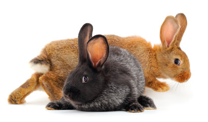 Two rabbits isolated.