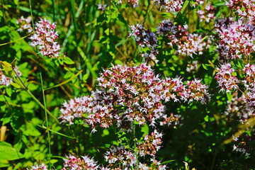 fondo natural con flores y plantas verdes en verano