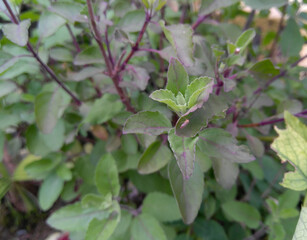 green leaves on a bush
