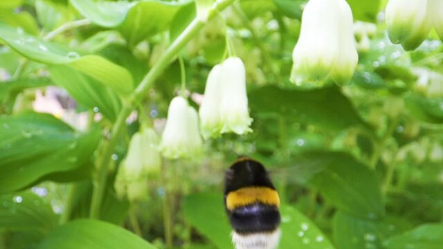 The black and yellow fat bee flying over the bell flowers