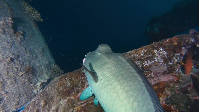 Giant tropical fish (humphead wrasse) hiding in corals of sunken ship, closeup view