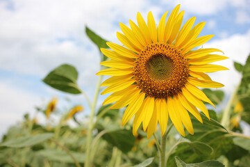 Close-up of yellow sunflower in the summer field against blue cloudy sky. Selective focus