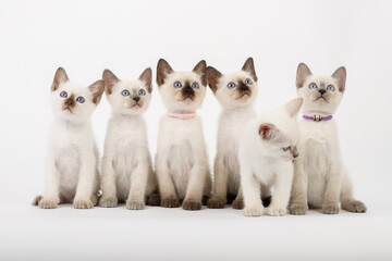 Brood covey of thai cats studio shot sitting on the white background