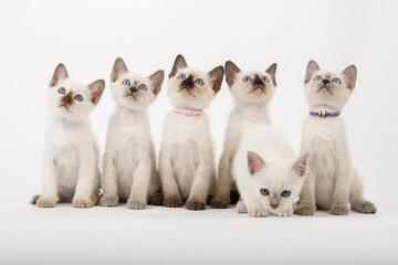 Brood covey of thai cats studio shot sitting on the white background