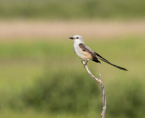 The scissor tailed flycatcher (Tyrannus forficatus) perched on the branch, Texas