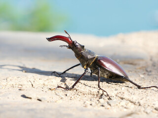 worm, insect (Lucanus cervus) macro photo, nature wildlife