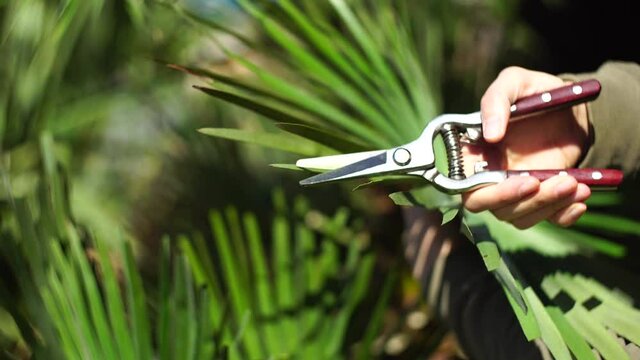 The gardener cuts the palm tree branches with a secateur in the garden.
