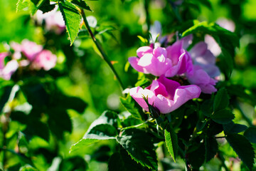 Delicate pink wild rose flower in nature. A large, prickly shrub with flowering branches for fruit. Around carved green leaves. Natural beauty