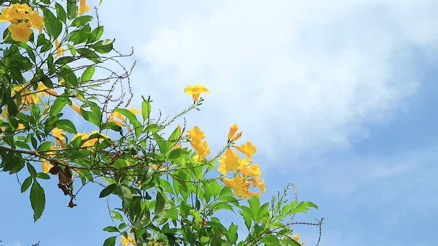 Yellow flowers and blue sky with clouds.