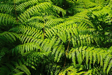 hojas verdes y plantas de montaña en verano