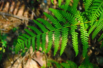 hojas verdes y plantas de montaña en verano