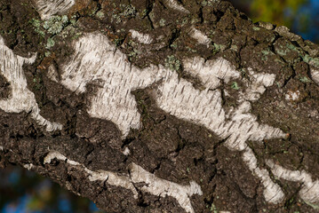 Baumrinde, Textur