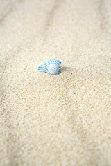 Fototapeta na wymiar Old dried calcified seashell in beach sand
