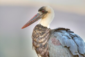 WOOLYNECKED STORK in close up profile , South Africa.
