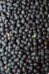 Berry texture. Freshly picked berries of ripe blueberries. Placers of nature's gifts.