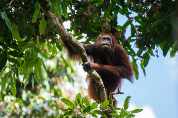 Wild orangutan in rainforest of Borneo, Malaysia. Orangutan mounkey in nature © OlegD