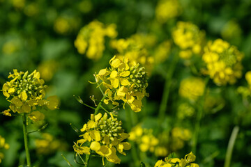 Blühende, gelbe Rapspflanzen in einem landwirtschaftlichen Rapsfeld (Detail)
