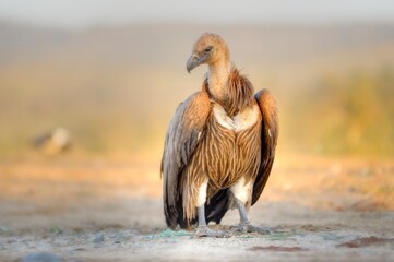Whitebacked vulture portrait, Kwazulu Natal, South Africa. 