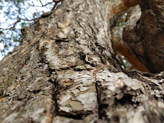 Bark on a pine tree trunk