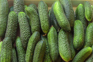 Green cucumbers. Fresh produce from the Farmers Market.