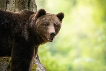 Portrait of brown bear, ursus arctos, standing in forest from close up in summer. Wild alert animal looking to the camera in European wilderness with copy space.