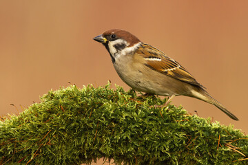 Eurasian tree sparrow, passer montanus, sitting on branch in spring. Small brown songbird looking...