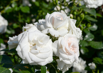 Obraz na płótnie Canvas white rose flowers in garden