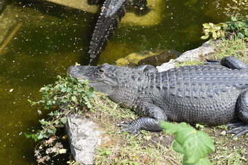 Krokodil und Schildkröten