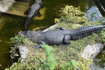 Krokodil und Schildkröten