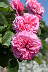 pink rose flowers in garden