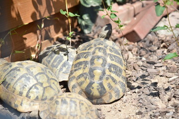 Krokodil und Schildkröten