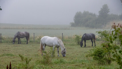 Naklejka premium Three horses in a pasture a foggy morning