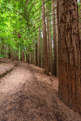 Close-up of the trunk of a sequoia, with more, on a forest road, Cantabria, Spain, vertically