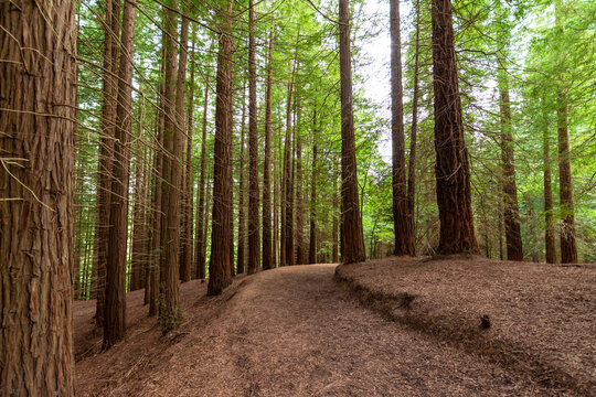 General shot of a path inside a redwood forest, in the afternoon, in Cantabria, Spain, horizontal