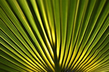 Patterns and shapes in nature