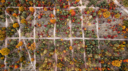 autumn landscape. aerial view of colorful forest. drone shot