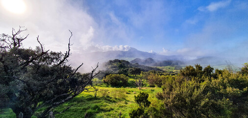 Field in Reunion Island