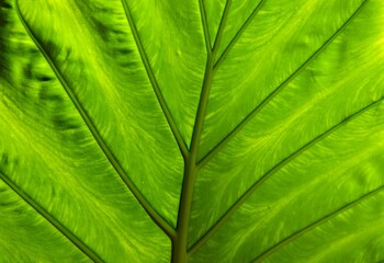 Patterns and shapes in nature