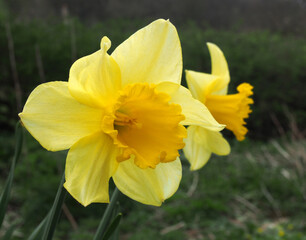 a close up of two wild yellow daffodils growing at the edge of woodland