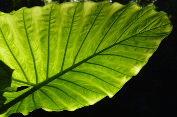 Patterns and shapes in nature